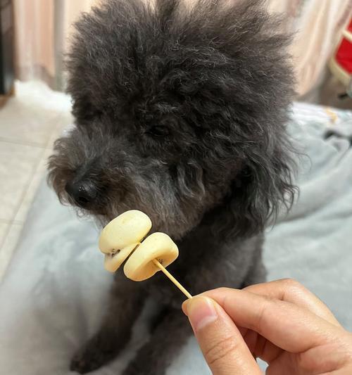 泰迪狗饮食全解析:哪些食物安全,哪些要避开 泰迪狗饮食全解析:哪些食物安全,哪些要避开