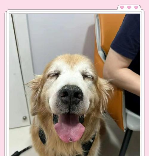 狗狗乳腺肿瘤饮食调理指南：营养与康复的科学搭配