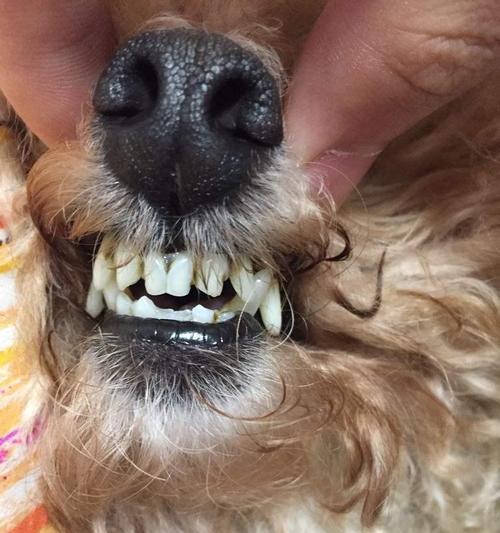 幼犬长牙阶段的正确护理与健康建议