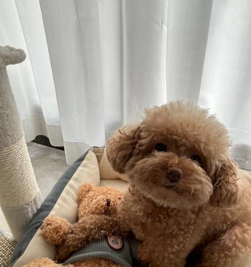 泰迪狗饮食全解析:哪些食物安全,哪些要避开 泰迪狗饮食全解析:哪些食物安全,哪些要避开