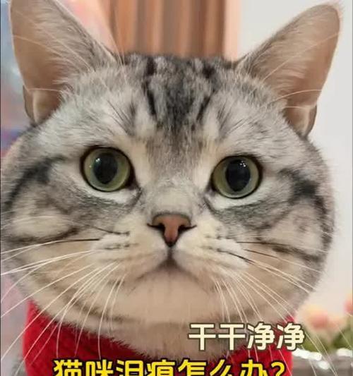 如何正确清洁猫咪眼睛,守护它们的健康 如何正确清洁猫咪眼睛,守护它们的健康