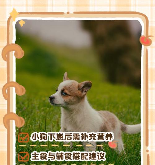 母狗产后恢复与幼犬成长关键指南 母狗产后恢复与幼犬成长关键指南