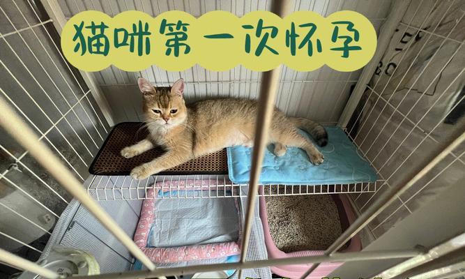 猫咪怀孕期间的护理与注意事项 猫咪怀孕期间的护理与注意事项