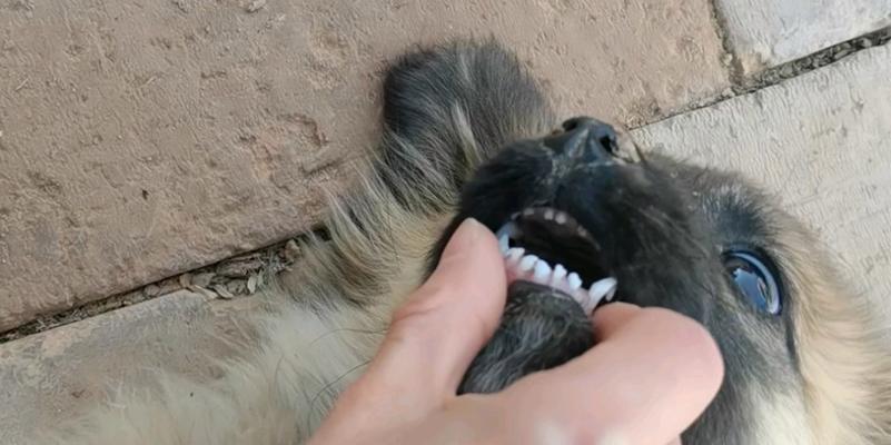 幼犬长牙阶段的正确护理与健康建议