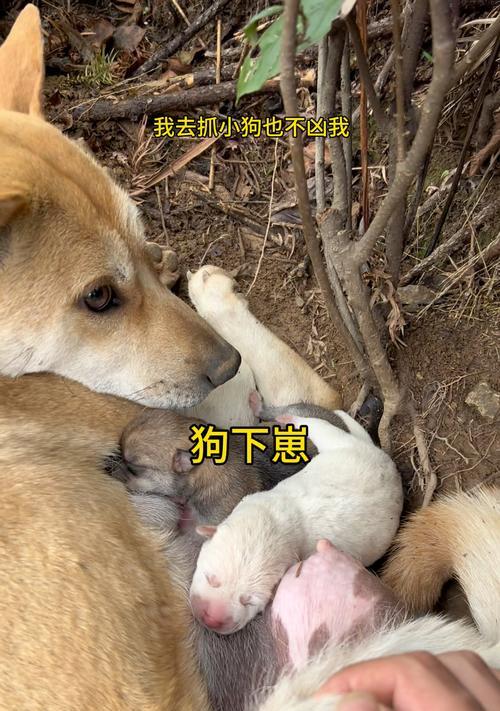 母狗产后恢复与幼犬成长关键指南 母狗产后恢复与幼犬成长关键指南
