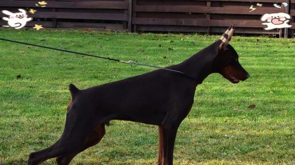 杜宾剪耳后如何正确绑耳 保护耳朵健康