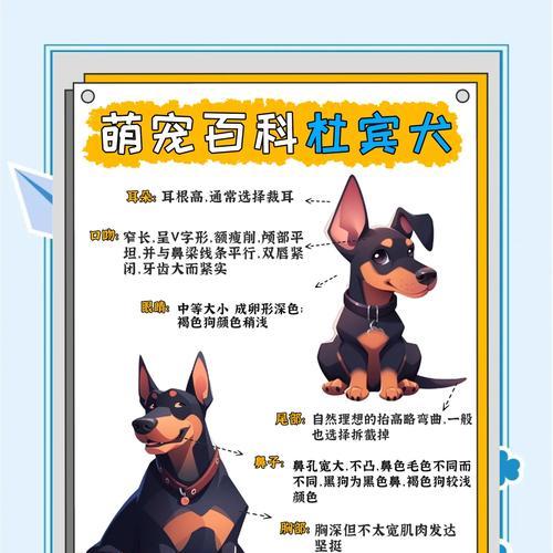 杜宾剪耳后如何正确绑耳 保护耳朵健康