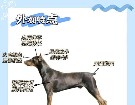 杜宾剪耳后如何正确绑耳 保护耳朵健康