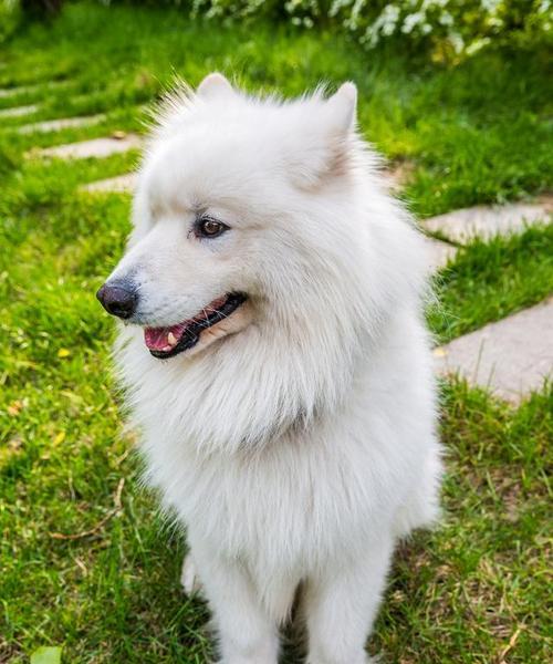 萨摩耶健康饮食指南:推荐与禁忌 萨摩耶健康饮食指南:推荐与禁忌