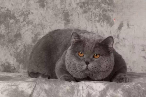 犬猫皮肤瘙痒症原因及治疗方案解析