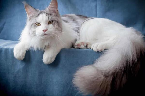 犬猫关节炎症状及治疗方案解析