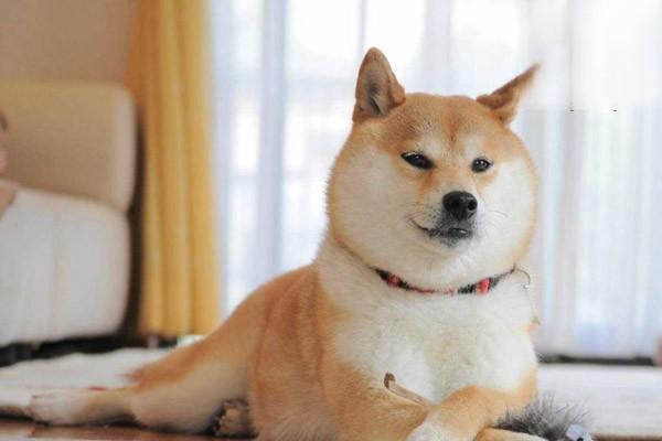 犬猫化脓性关节炎症状及治疗指南