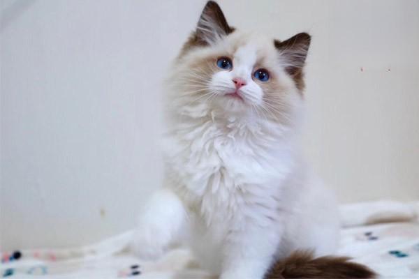 犬猫关节炎症状及治疗方案解析