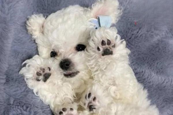 犬猫运动失调综合征症状治疗全解析 犬猫运动失调综合征症状治疗全解析