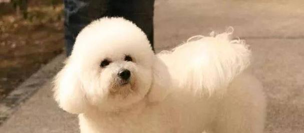 家庭养狗适合品种推荐 选择指南与注意事项 家庭养狗适合品种推荐 选择指南与注意事项