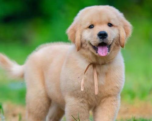 家庭养狗适合品种推荐 选择指南与注意事项 家庭养狗适合品种推荐 选择指南与注意事项