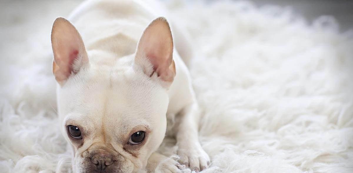 家庭养狗适合品种推荐 选择指南与注意事项 家庭养狗适合品种推荐 选择指南与注意事项