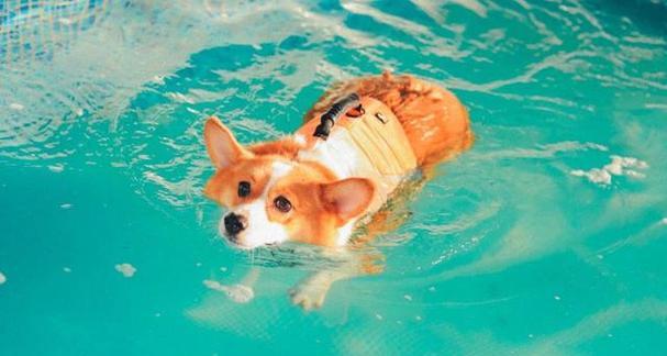 狗狗怕热的原因与健康护理指南 狗狗怕热的原因与健康护理指南