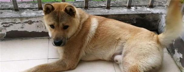 狗狗怕热的原因与健康护理指南 狗狗怕热的原因与健康护理指南