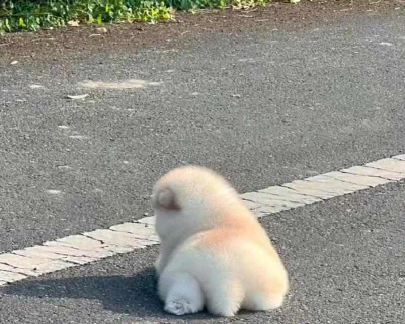 狗狗怕热的原因与健康护理指南 狗狗怕热的原因与健康护理指南