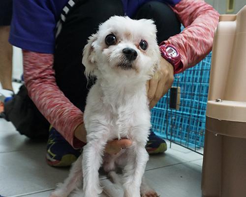 智能宠物防护新方案：狗晶片全解析与实用指南