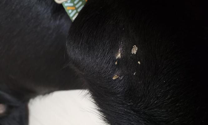 狗狗头皮屑原因及防治方法全解析