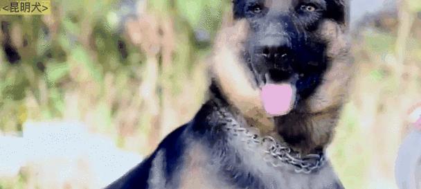 各国警犬任务揭秘:品种与训练全解析 各国警犬任务揭秘:品种与训练全解析
