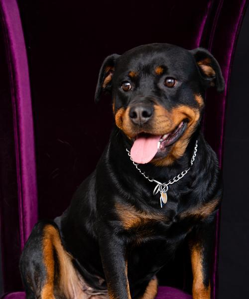 各国警犬任务揭秘:品种与训练全解析 各国警犬任务揭秘:品种与训练全解析