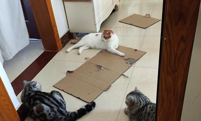 幼猫饲养全攻略：饮食、环境与健康护理指南