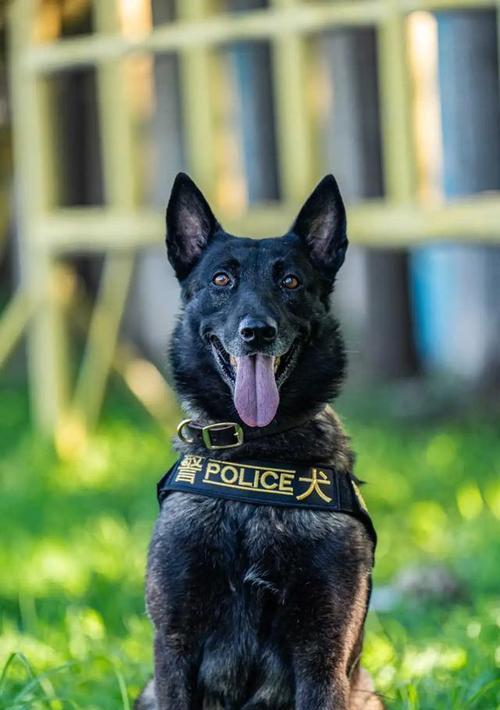 各国警犬任务揭秘:品种与训练全解析 各国警犬任务揭秘:品种与训练全解析