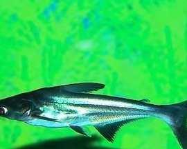 蓝鲨最佳混养搭档推荐 构建和谐水族生态 蓝鲨最佳混养搭档推荐 构建和谐水族生态