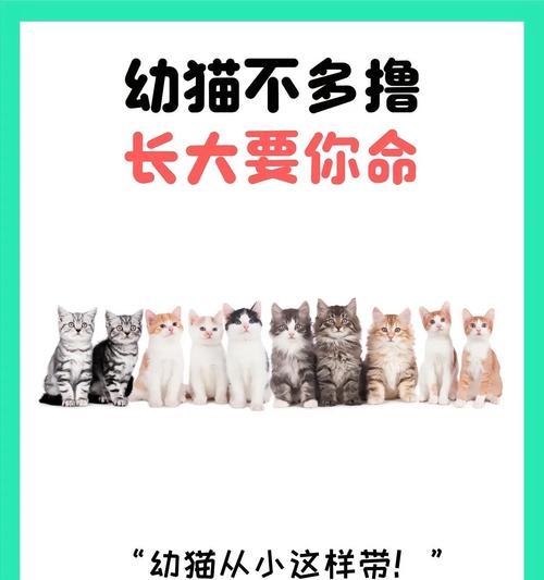 幼猫饲养全攻略：饮食、环境与健康护理指南