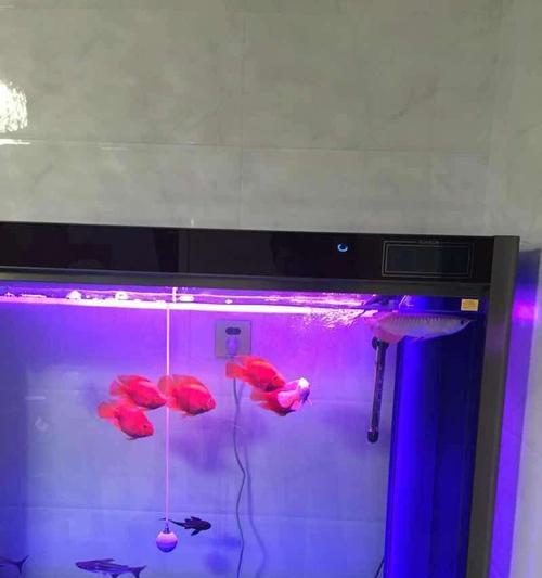 蓝鲨最佳混养搭档推荐 构建和谐水族生态 蓝鲨最佳混养搭档推荐 构建和谐水族生态