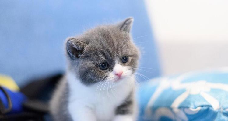 幼猫饲养全攻略：饮食、环境与健康护理指南