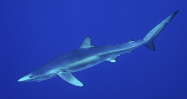 蓝鲨最佳混养搭档推荐 构建和谐水族生态 蓝鲨最佳混养搭档推荐 构建和谐水族生态