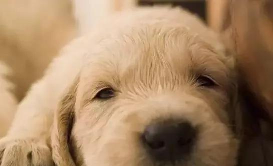 狗狗频繁打嗝的常见原因及应对方法 狗狗频繁打嗝的常见原因及应对方法