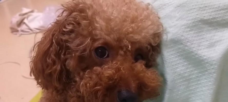 狗狗频繁打嗝的常见原因及应对方法 狗狗频繁打嗝的常见原因及应对方法