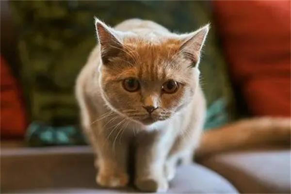 猫咪疫苗是否可在家接种？专业建议解析