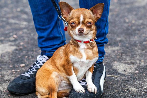 狗狗为什么总闻裤裆？科学解析与应对方法