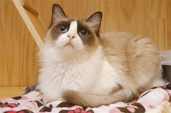 猫咪流产如何判断？早期晚期症状与护理指南