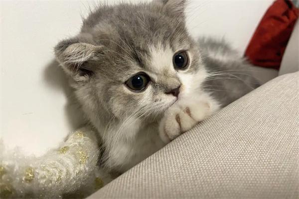 流浪猫蹭人行为解析:信任、关注与求助信号 流浪猫蹭人行为解析:信任、关注与求助信号