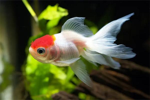 金鱼孔雀鱼混养不可取