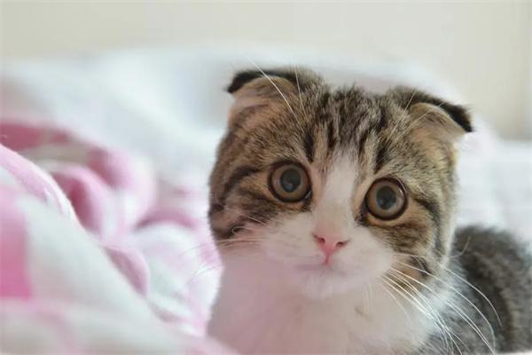 猫咪流产如何判断？早期晚期症状与护理指南