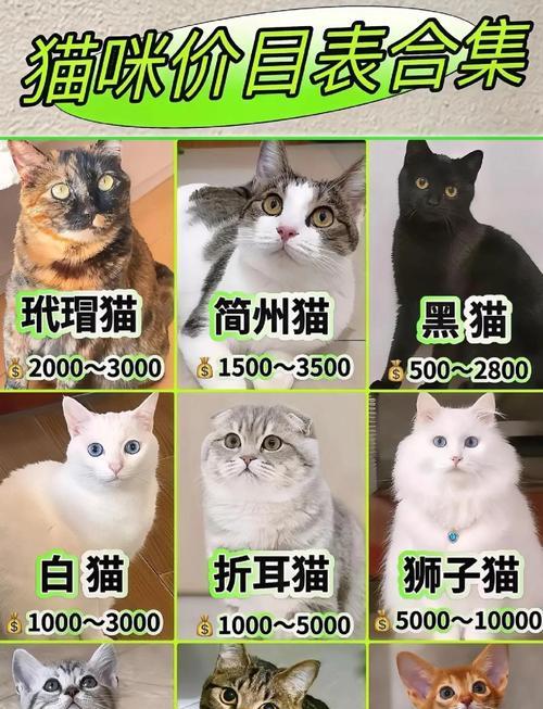 猫咪性格特征解析:了解它们的独特行为与习惯 猫咪性格特征解析:了解它们的独特行为与习惯