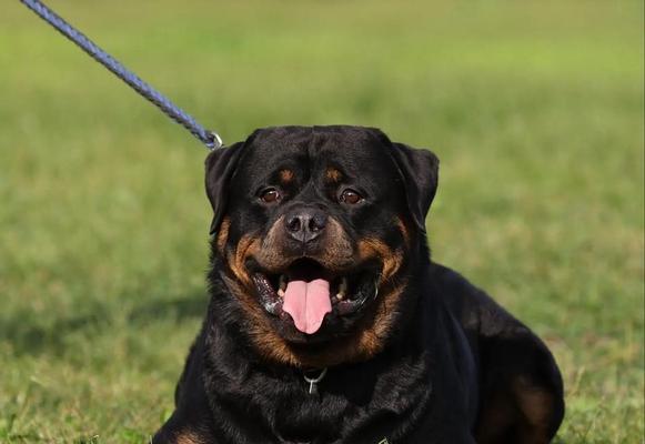 罗威纳犬妊娠期及临产护理全解析