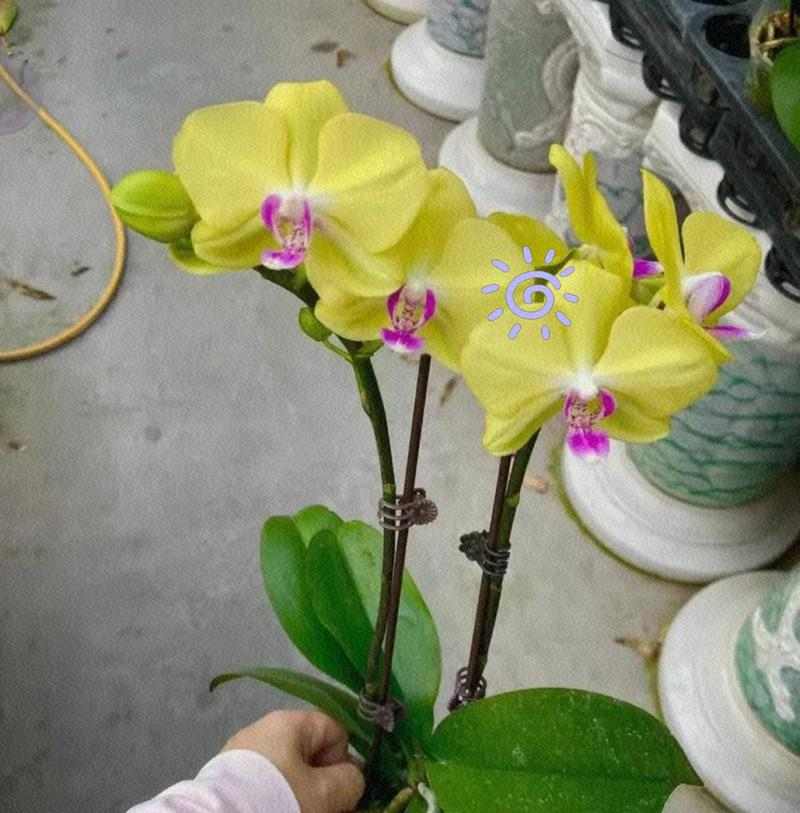 蝴蝶兰养护全攻略:关键技巧与注意事项 蝴蝶兰养护全攻略:关键技巧与注意事项