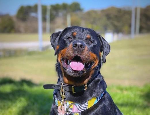 罗威纳犬妊娠期及临产护理全解析