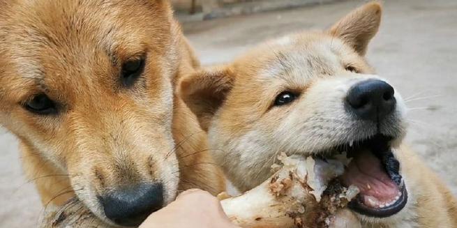 宠物狗科学喂养：饮食规律与健康成长技巧