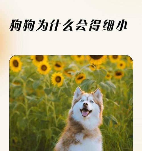 细小病危害与防护措施指南 细小病危害与防护措施指南