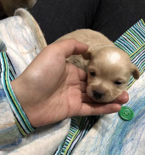 狗狗生育周期全解析:从发情到哺乳的科学指导 狗狗生育周期全解析:从发情到哺乳的科学指导